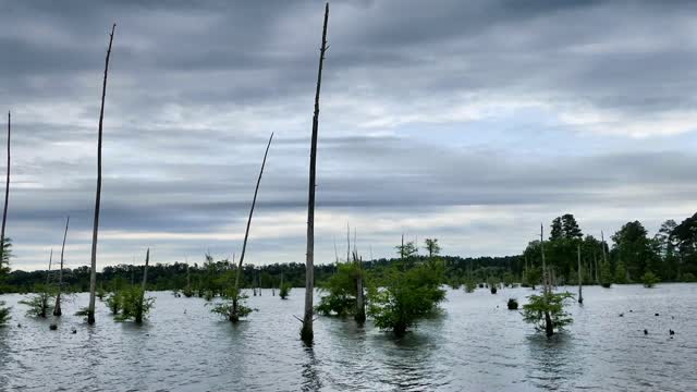 Lake swamp nature