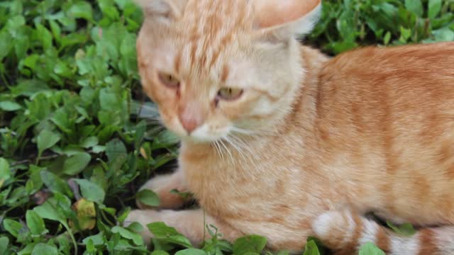 Cat red cat purrs