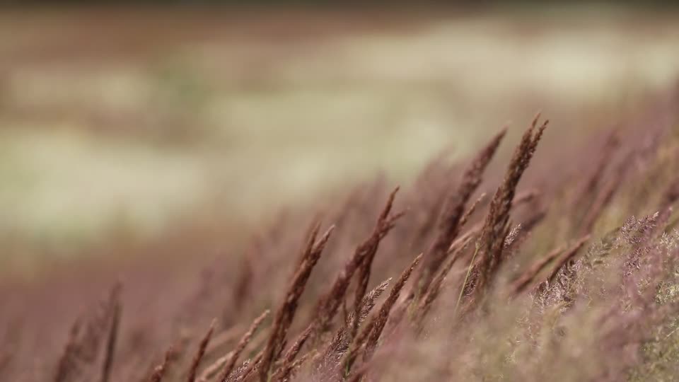 Feather wind movement