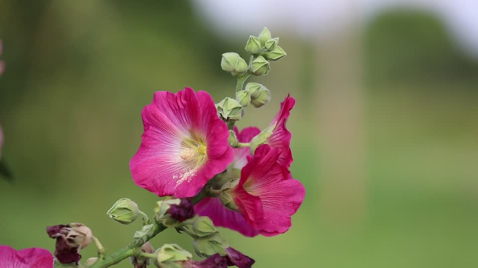 Mallow flower pink