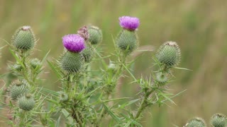 Thistle thorn meadow