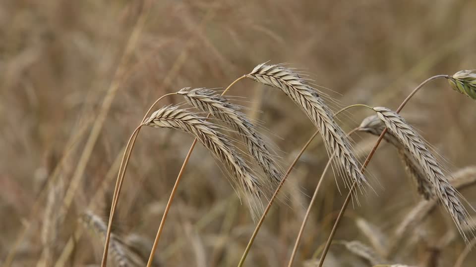 Rye ears of corn bread