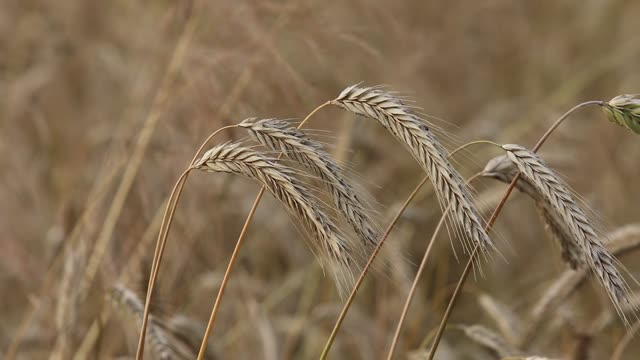 Rye ears of corn bread