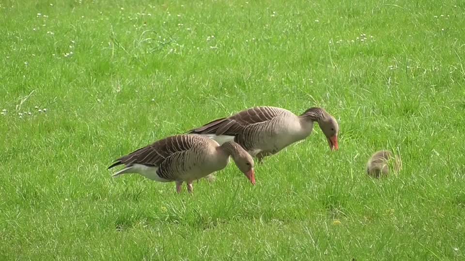 Waterfowl gray geese family