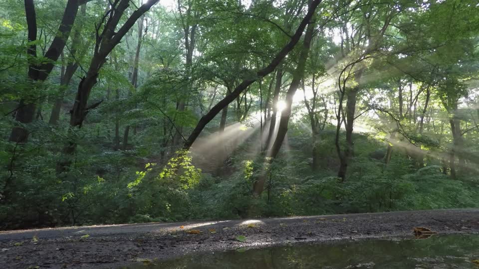 Forest harmony the sun