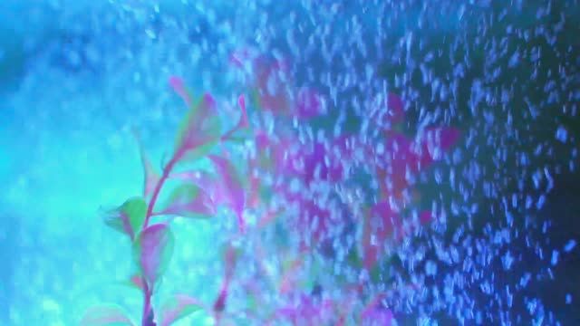 Aquarium bubble water