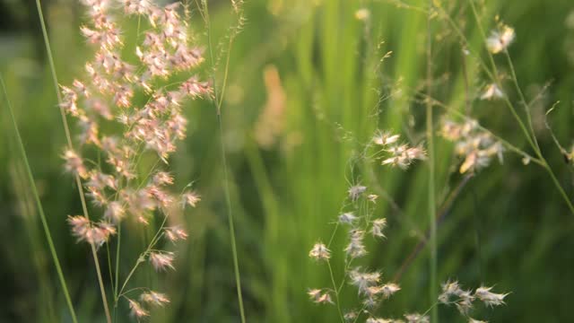 Nature grass summer