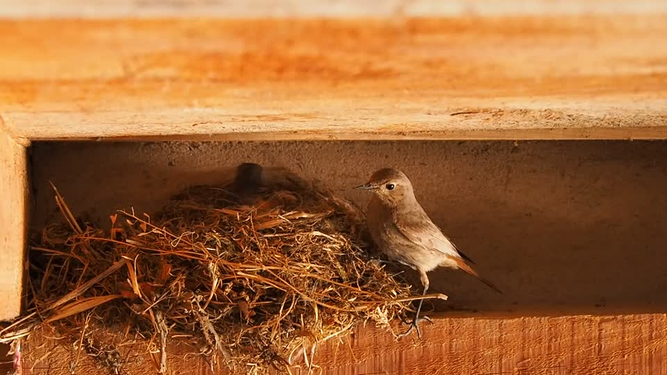 Birds nest cleaning