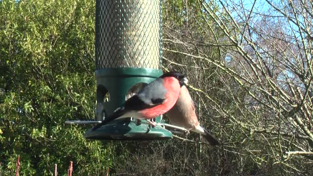 Bull finches feeders garden birds
