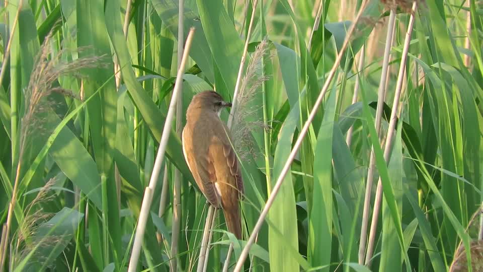 Great reed warbler singing
