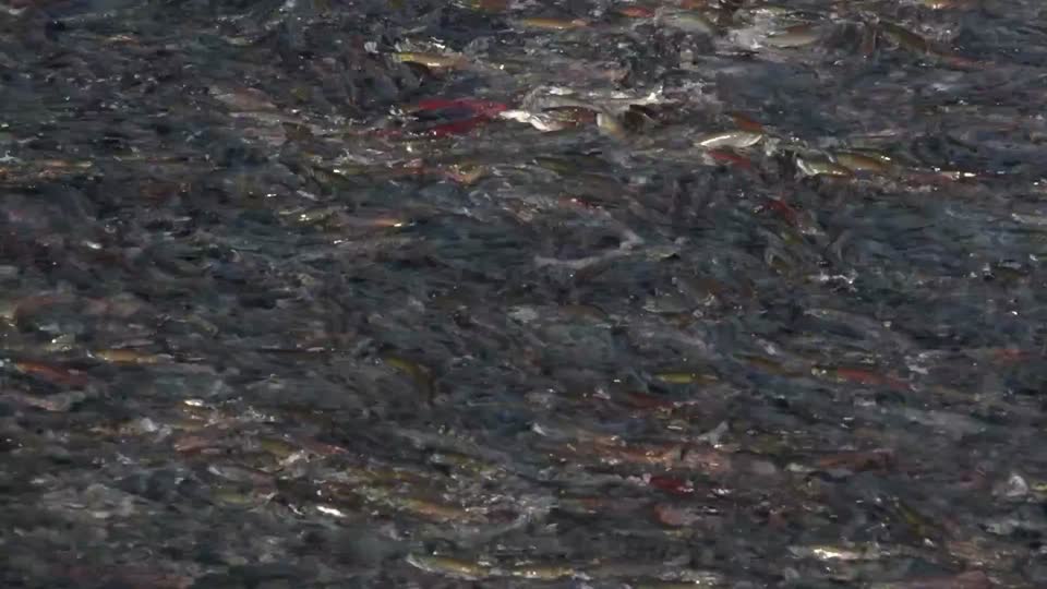 Salmon in the Brooks River NPS Video/R. Taylor