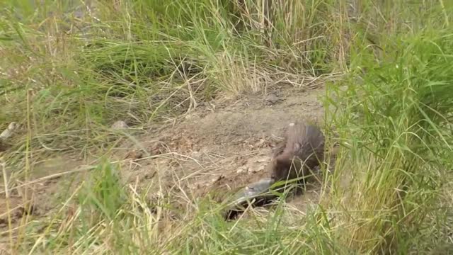 Mink with a rainbow trout near the Lower Platform (Sept. 16, 2013)