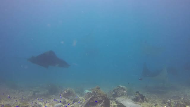 Mantas Raya grupo