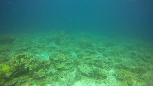 Tortuga