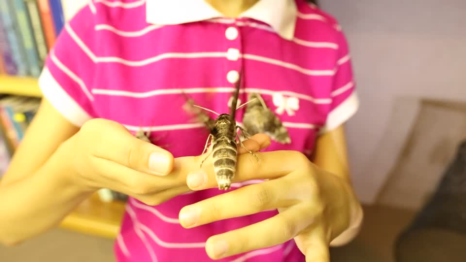 Butterfly Fairy Pseudosphinx Tetrio