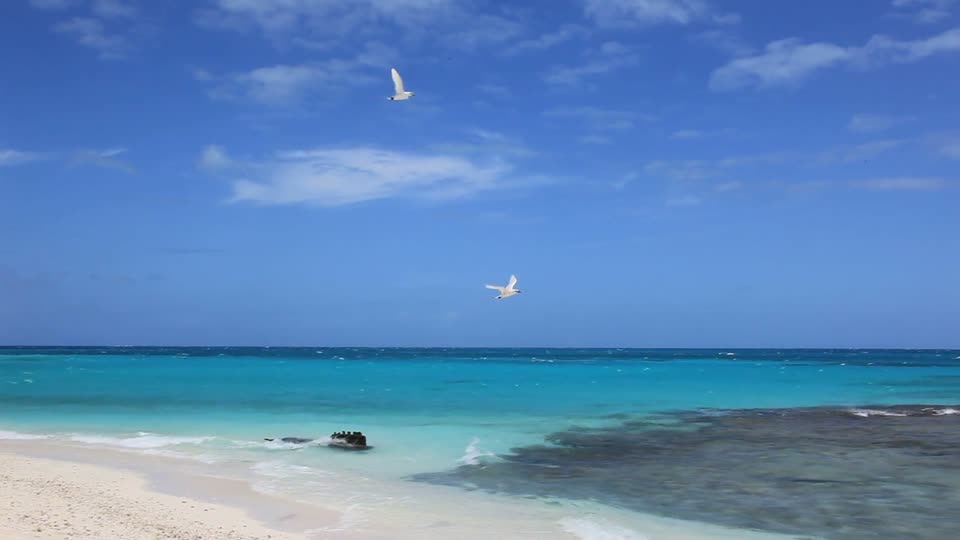 Red-tailed Tropicbirds