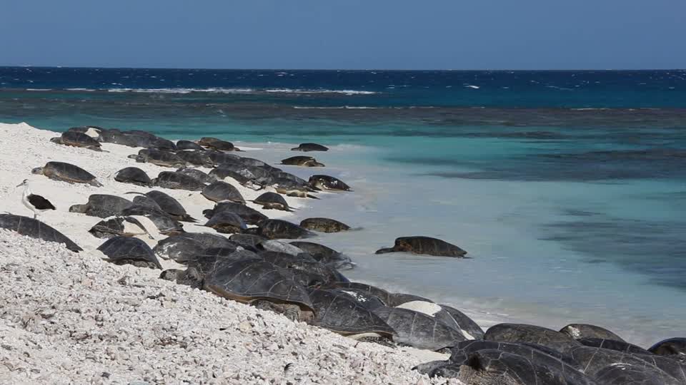 Green Sea Turtles Basking