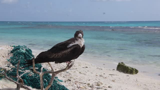 Bird in the Wind