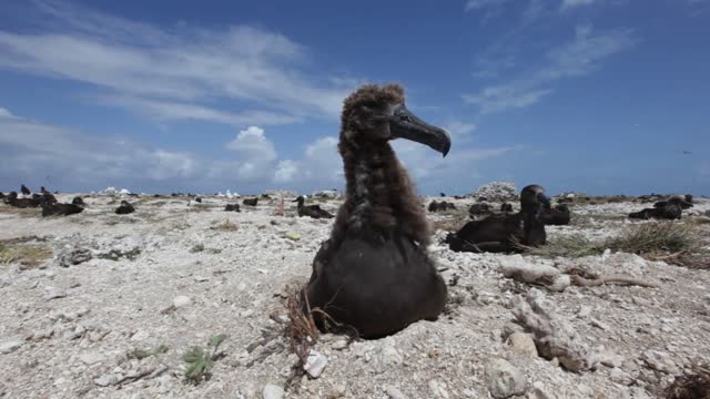 Black-footed Albatross Fledgling