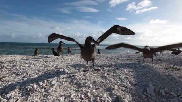 Ka'upu (Black-Footed Albatross)