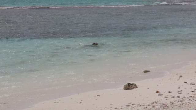 Monk Seal in the Waves