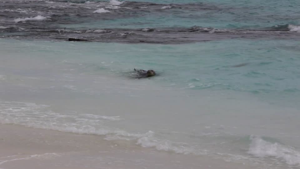 Monkseal in the Waves