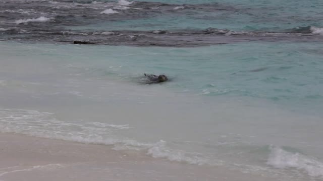 Monkseal in the Waves