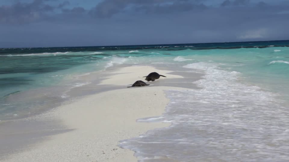 Two Green Sea Turtles on Sand Spit
