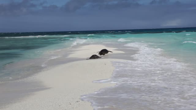 Two Green Sea Turtles on Sand Spit