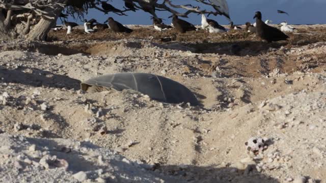 Green Sea Turtle Digging Nest Pit