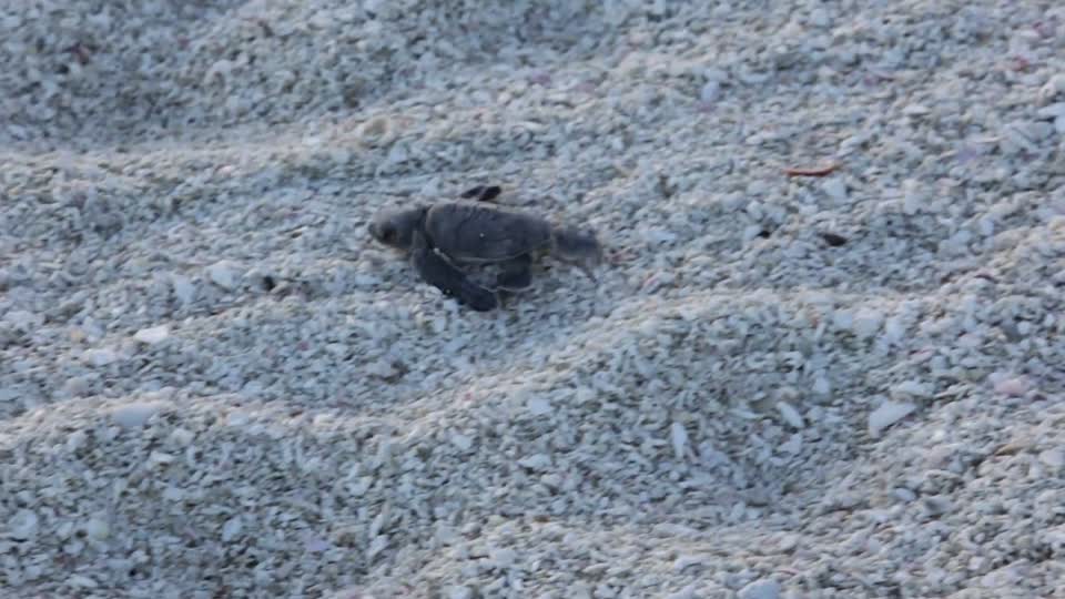 Green Sea Turtle Hatchling