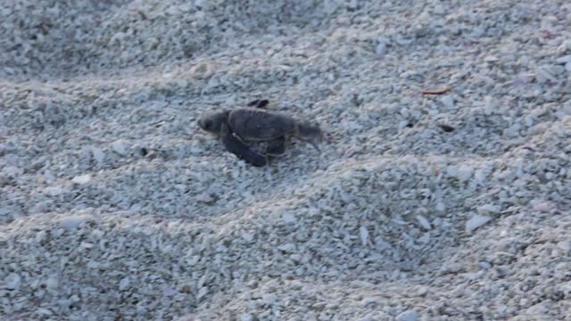 Green Sea Turtle Hatchling