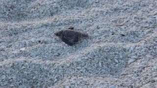 Green Sea Turtle Hatchling