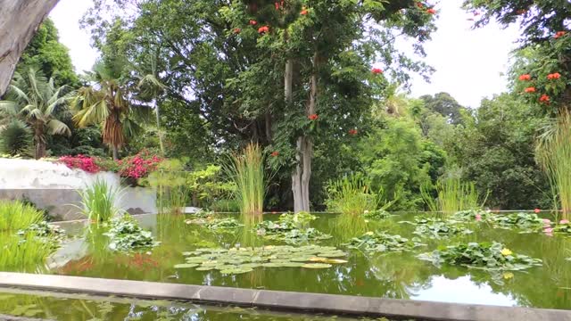 El Jardín de Aclimatación de La Orotava de Puerto de la Cruz, Tenerife, Islas Canarias.