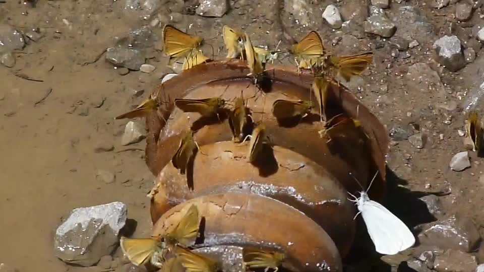 West Virginia White--Pieris virginiensis & European Skippers