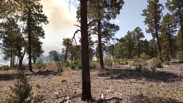 Thunderbird Prescribed Burn