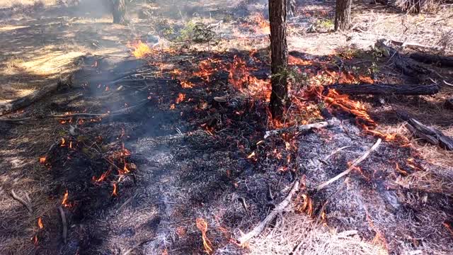 David Canyon Prescribed Fire