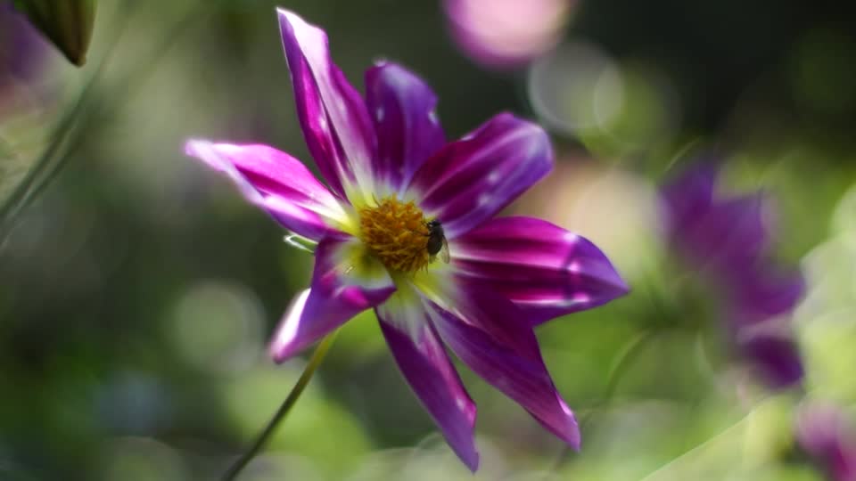 moving flower bokeh