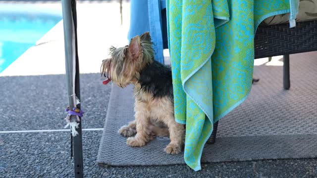 Crumpet at the pool
