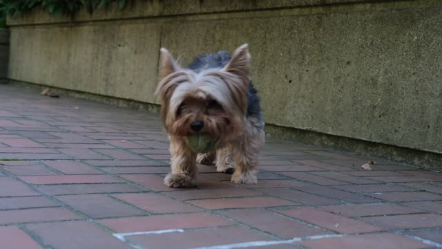 Crumpet fetching
