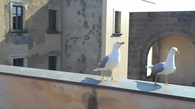 Sea-gulls at castle of the Egg in Naples