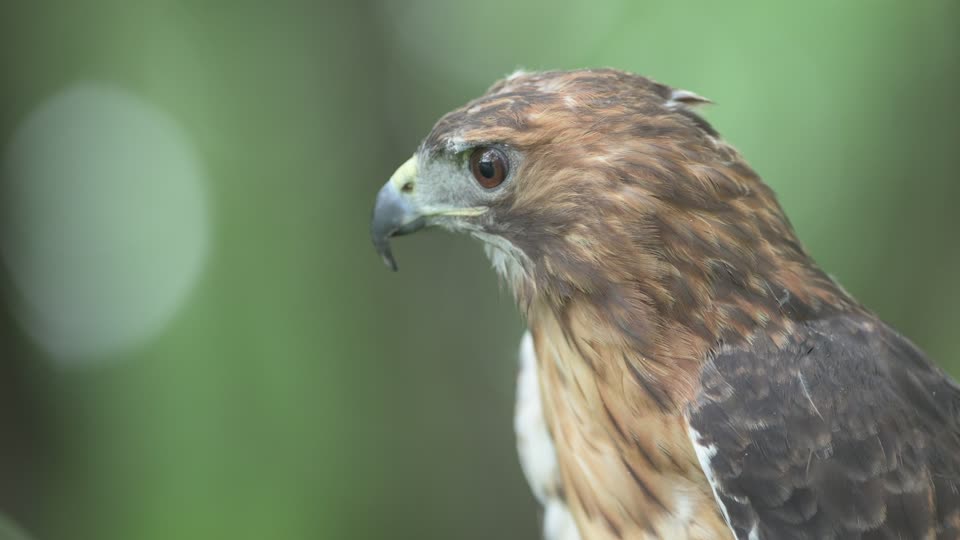 Red-tailed Hawk Headshot