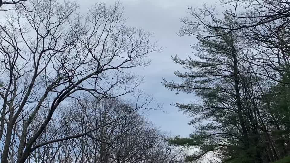 Ice Storm 2022: Skyline Drive Clearing