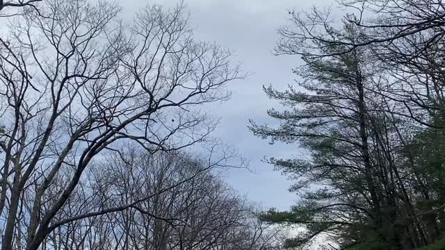 Ice Storm 2022: Skyline Drive Clearing