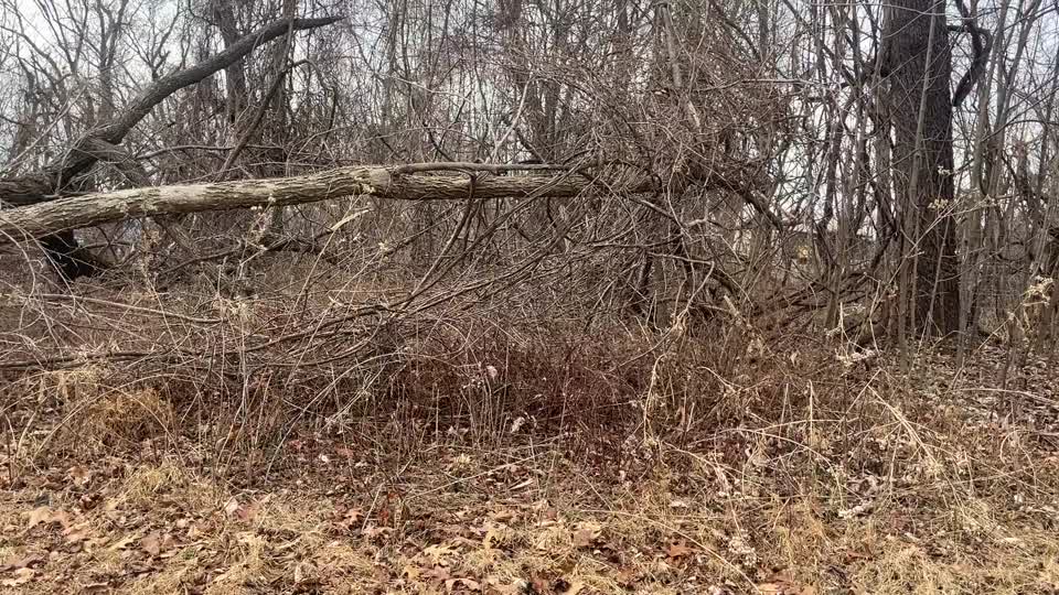 Ice Storm Cleanup North District/Fox Hollow Trail