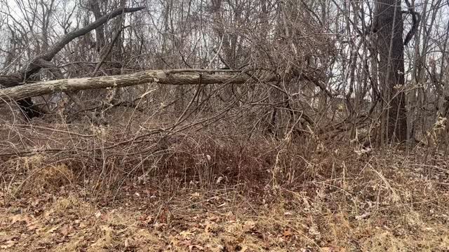 Ice Storm Cleanup North District/Fox Hollow Trail