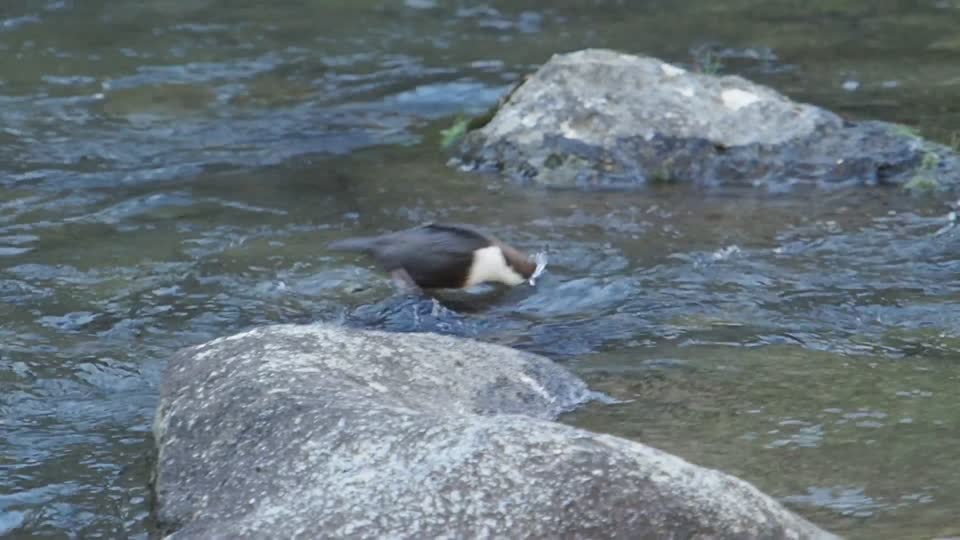 Wasseramsel - whitevthroated dipper - cinclus cinclus