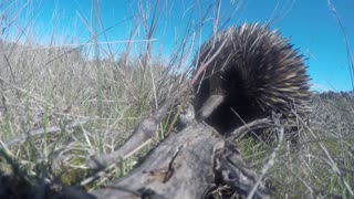 Echidna eating ants