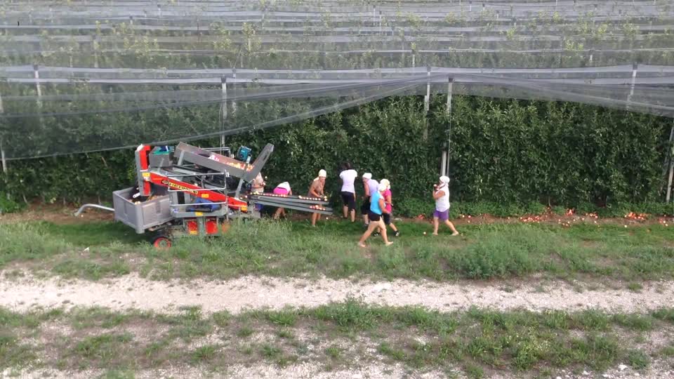 apple harvest in the South Tyrolean Unterland in August 2015