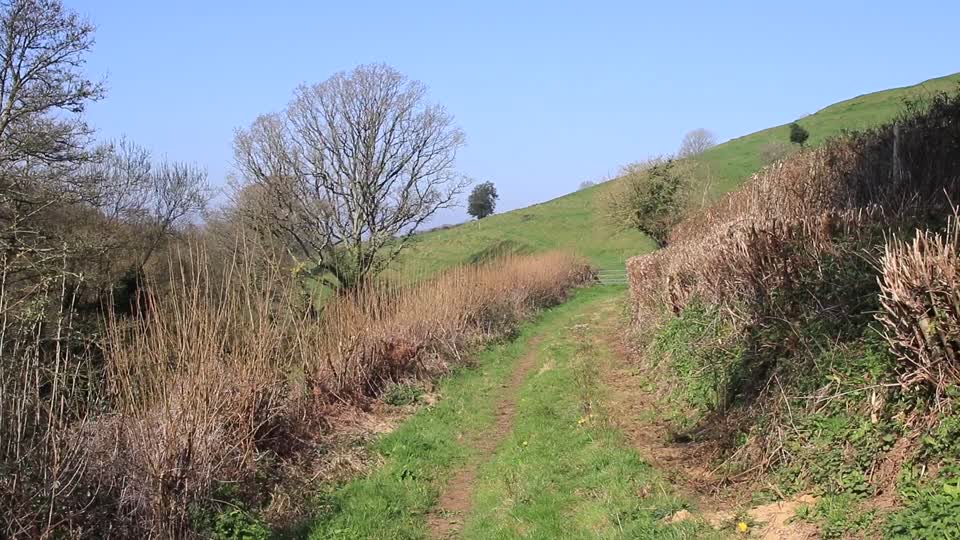 Chiffchaff & wren song, near Powerstock